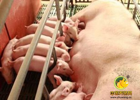 母猪产后拒哺仔猪的原因及处理