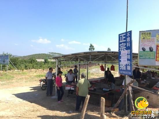 廉江市和寮镇屠商在与广西博白县交界的地方开设的临时猪肉销售点