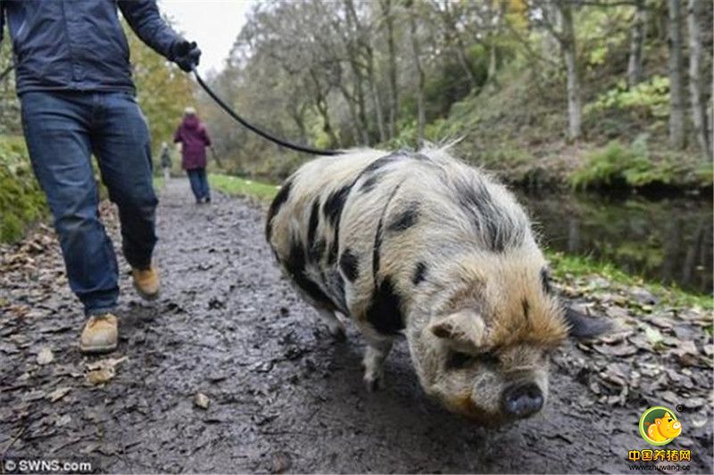 在英国，一对宠物猪猪终于拿到了特殊的证书，能够让它们的主人牵着它们散步了。这对宠物猪的名字分别为Mable和Betsy，它们在主人替其申请到特殊许可之后，可以享受在约克郡的小路上散步的待遇。位于英国哈德斯菲尔德附近的斯莱斯维特村成年人特殊需求Waves中心的员工们，之所以需要这个特殊证书，是因为自从2001年当地爆发口蹄疫之后，这片地区就一直受到这种疾病的威胁。