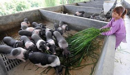 畜禽健康养殖的主要生产环节