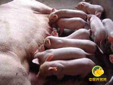 母猪分娩后注射药物提高发情与受胎率试验