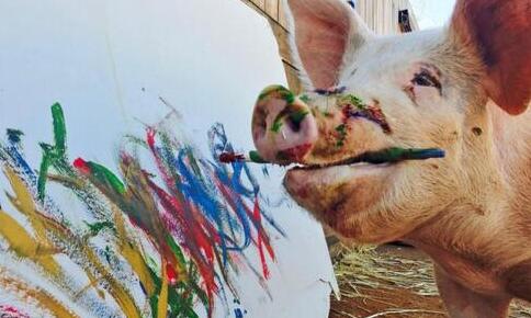 世界上唯一一只会画画的猪，用才艺免于被熏肉（图）