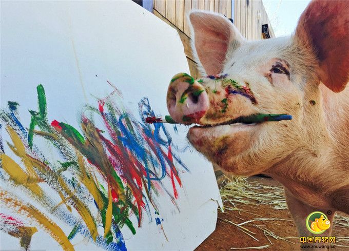 2016年11月24日报道，南非一头小猪被主人从屠宰场救了出来，现在竟然成了一名艺术家。这只毕加索小猪被认为是世界上唯一一只会画画的猪。它总是拿着画笔，花费它大部分的时间在海边沙滩进行绘画创作。主人乔安妮(Joanne Lefson)将它从南非的一个猪农场救了出来，那时它才4周大。看着毕加索住在污秽的环境中，乔安妮心生怜悯，于是将它救了出来，从而也避免了其沦为熏肉。