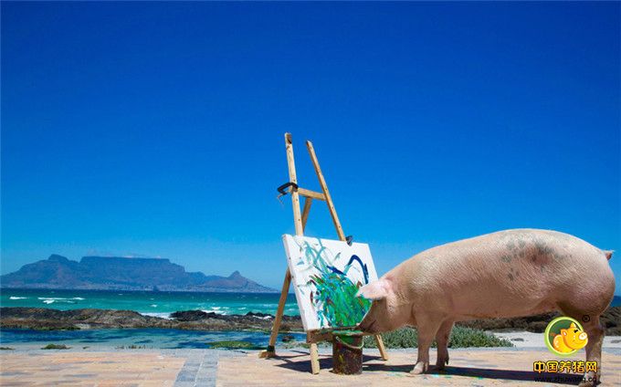 2016年11月24日报道，南非一头小猪被主人从屠宰场救了出来，现在竟然成了一名艺术家。这只毕加索小猪被认为是世界上唯一一只会画画的猪。它总是拿着画笔，花费它大部分的时间在海边沙滩进行绘画创作。主人乔安妮(Joanne Lefson)将它从南非的一个猪农场救了出来，那时它才4周大。看着毕加索住在污秽的环境中，乔安妮心生怜悯，于是将它救了出来，从而也避免了其沦为熏肉。