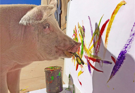 猪界“毕加索”：南非小猪会画画