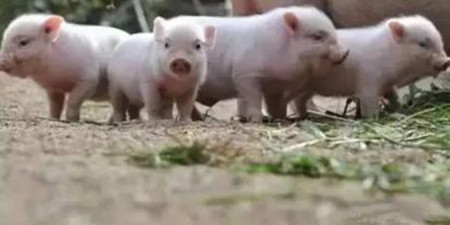 僵猪快速育肥法 - 生猪饲料营养\/养猪技术 - 中国