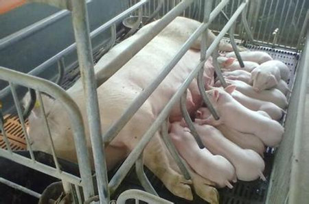 扫描母猪背膘也能提高猪生产性能？