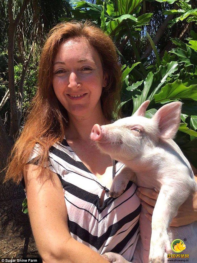 动物收容所的创办人Kelly Nelder说，这只名叫Dreamy的小猪来自于一个工厂，刚来这里的时候每天无精打采。