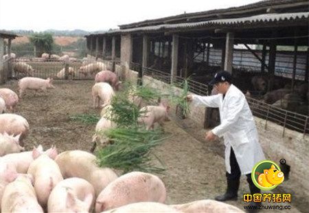 【增肥快长必看】养猪过程中添加什么中草药,长得快生病少!