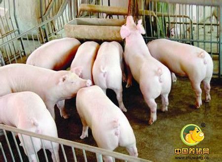 养殖户怎样提高母猪产仔数