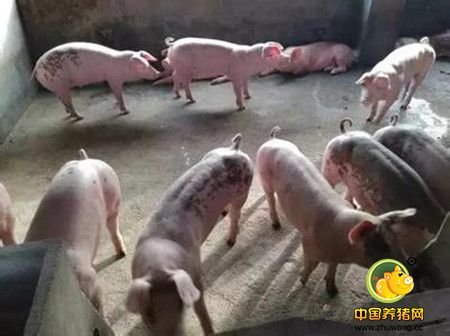 秋季生猪及后备母猪饲养的保健方案