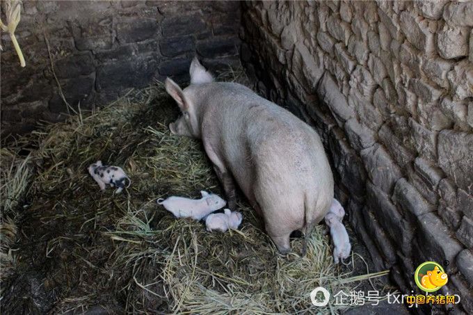 四天前，位于贵州省织金县离织金洞50余公里少普镇菜林村，一户林姓村民家的母猪产下一窝猪仔，这头母猪已经是第四次产猪仔了。