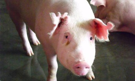 危险信号已经出现，需警惕2017年养猪行情！