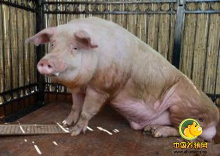 秋冬季节猪呼吸系统感染性疾病的防治方法