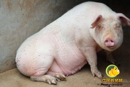 你的母猪在哺乳期要吃多少，你真的懂它吗？