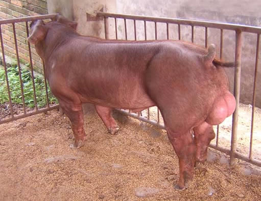 食药监总局：种猪及晚阉猪肉不属于病害肉