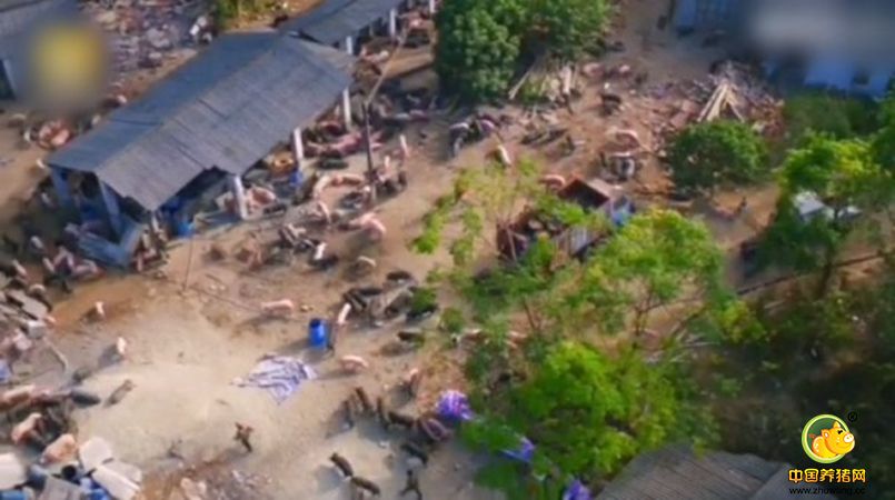 2016年12月11日报道，广东惠州，博罗县长宁镇的一间养殖场8日遭强拆，猪棚全被推倒，上千头猪瞬间变得“无家可归”，只能漫山遍野到处乱跑。