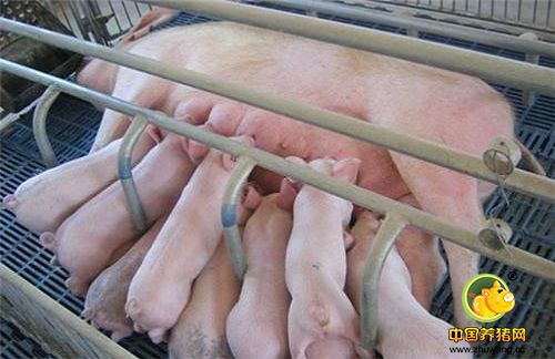 猪场什么样的母猪该淘汰？
