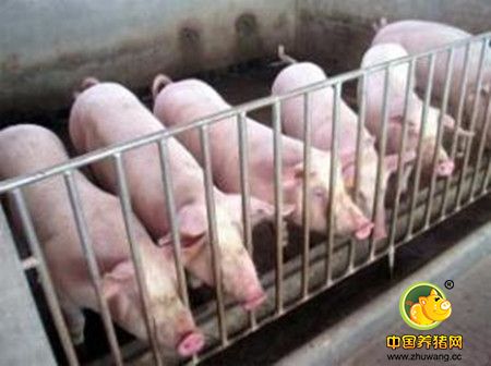农业部公布12月首周全国仔猪价格 环比下跌0.2%