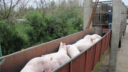 浦东大养猪场完成清退 上海人吃肉受影响吗?