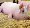 超详细！猪中毒各种症状表现和解救措施（二）