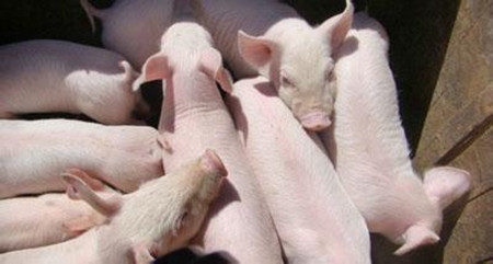 规模化猪场寄生虫病防治中的几个问题