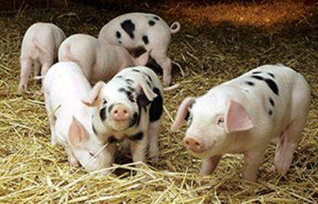 人工授精技术在猪生产中的应用：检测、同步发情及恰当的授精技术