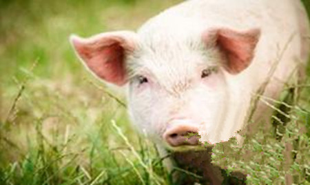 日粮维生素E水平对种公猪精液品质的影响