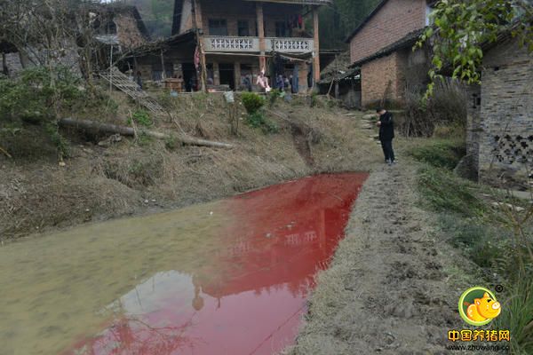 猪血通过小沟流到院坝下面，将半个水田染成了红色。