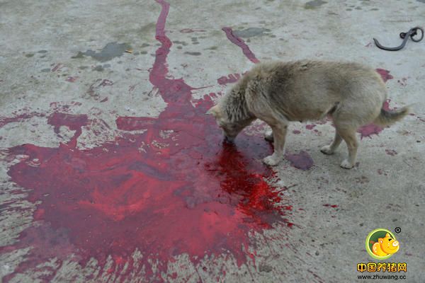 杀完一只猪后留下的血迹，小狗赶来舔食。