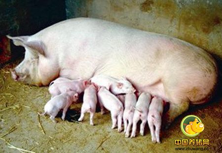 养猪生产中如何才能提高头胎母猪的产仔率