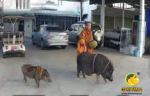 威猜称，巴吞府佛寺的住持方丈有意收养“邵兰”，他稍后会将这只野猪转赠寺方。