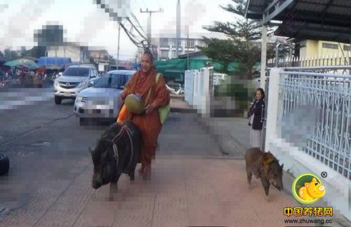 12月20日，泰国一位名叫威猜的僧人带着他的2名“野猪弟子”在红统府农业市场化缘，“野猪弟子”可爱又懂事，令布施民众称赞不已。据悉，这2名“野猪弟子”是僧人收养的，平时僧人去哪里，“野猪弟子”都会形影相随，这次更是跟着僧人从甘亨碧府的Jitramas寺走到红统府Tonson寺修习佛法。