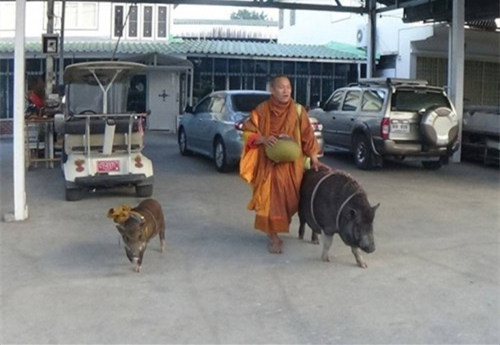 现实版猪八戒!泰国僧人带“野猪弟子”化缘