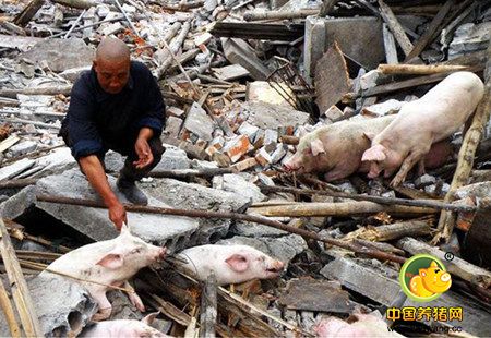 2016年猪场被拆有多少?