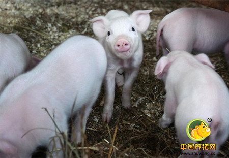 晋江市整治生猪养殖污染 822家养殖场被关闭