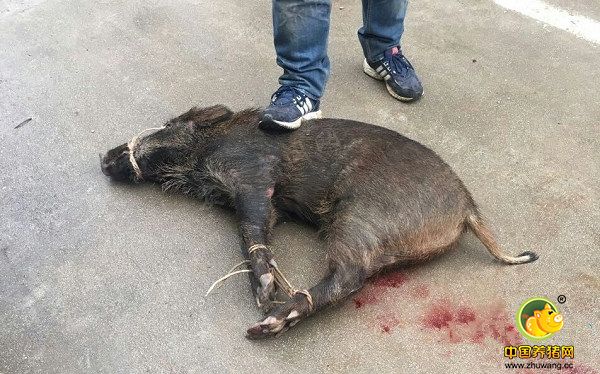 12月26日，安庆市民张女士称，新世纪花园小区突然闯入一头野猪。这头野猪凶猛暴躁，在小区内横冲直撞，居民们惊恐不已，担心遭到攻击。幸亏有人带着猎犬前来围捕，将这头野猪制服。