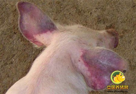 涨知识！规模养猪场猪蓝耳病的诊断与治疗案例