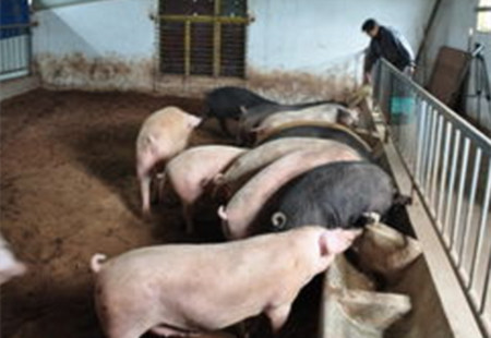 提高养殖效益，规模猪场要这么做，今年还能是金猪年!
