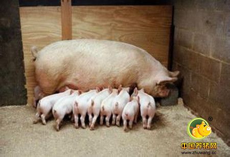 母猪多胎高产技巧