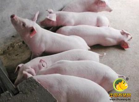 一产母猪育肥法，生猪养殖新方法