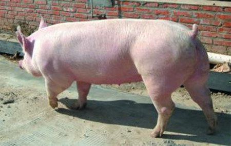 浅谈大约克母猪高产期的利用，大约克母猪高产期利用技术