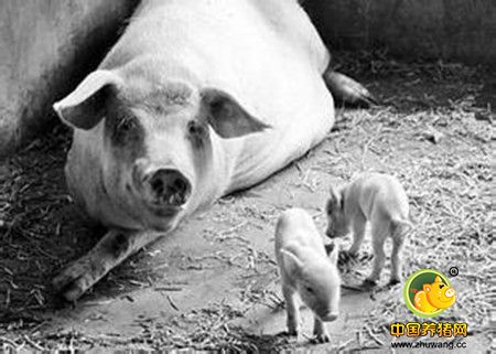 中草药治疗母猪产后8种病，母猪产后疾病的中药治疗方法