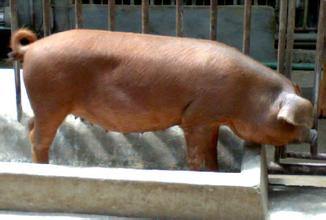 后备母猪首次配种需要注意的事项，怎样按排后备母猪的首次配种时间