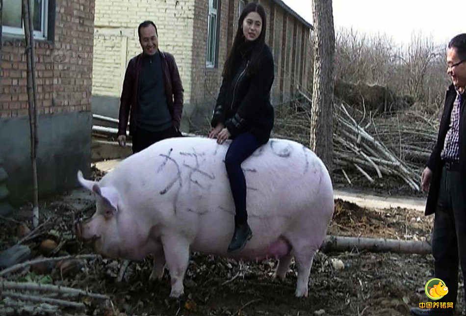 2017年1月8日，郑州黄河滩地，一头体长2.1米，体重1500斤的大肥猪被一名胆大的女子当做“小牛”骑了起来。托着人的大肥猪，不但走动灵活自如，且不忘记在路边悠闲的寻找着食物。