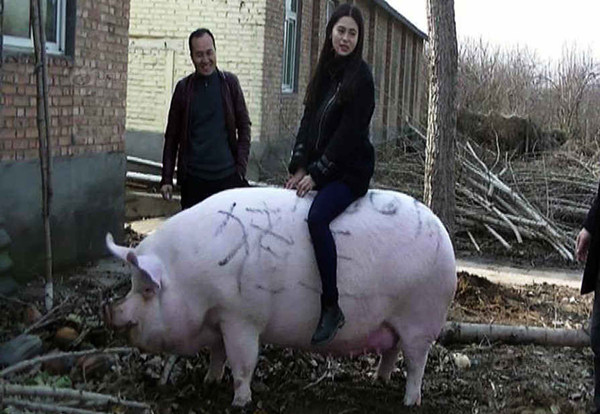 郑州1500斤大猪成“猪王” 可以当牛骑