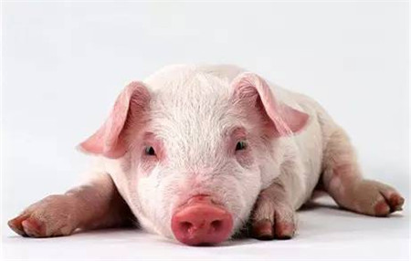 这些年，我们是怎么对待猪的？