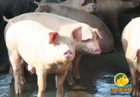 无公害猪种的选择方法与繁殖技术