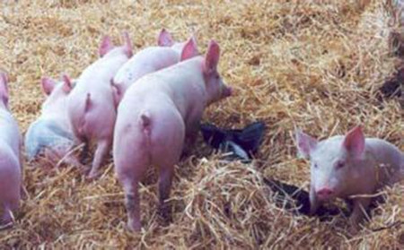 仔猪早期断奶的饲养管理要点，仔猪断奶后的管理技术
