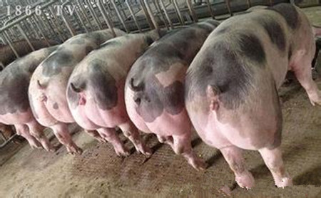 种公猪及配种管理，公猪的饲养管理及其配种技术
